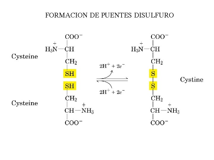 FORMACION DE PUENTES DISULFURO 