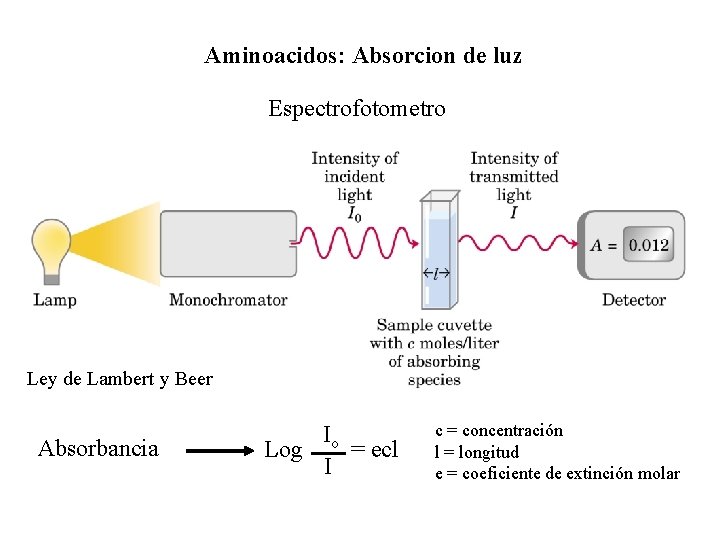 Aminoacidos: Absorcion de luz Espectrofotometro Ley de Lambert y Beer Absorbancia Io Log =