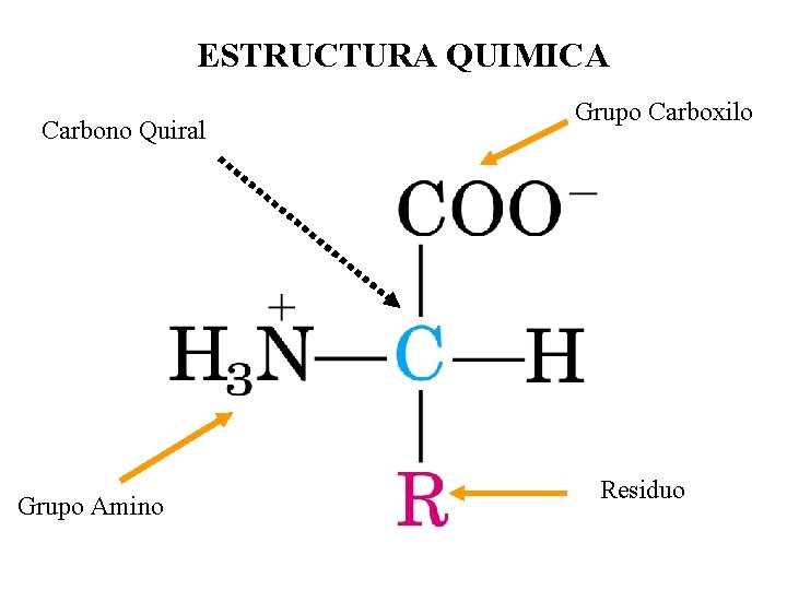 ESTRUCTURA QUIMICA Carbono Quiral Grupo Amino Grupo Carboxilo Residuo 