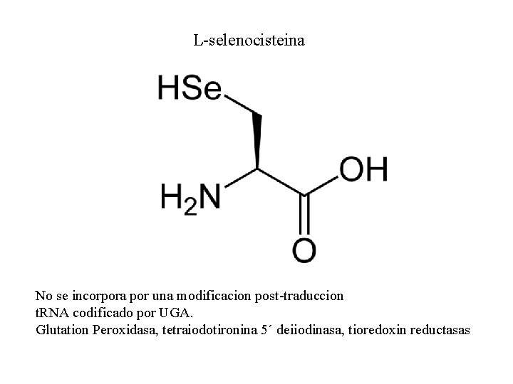 L-selenocisteina No se incorpora por una modificacion post-traduccion t. RNA codificado por UGA. Glutation