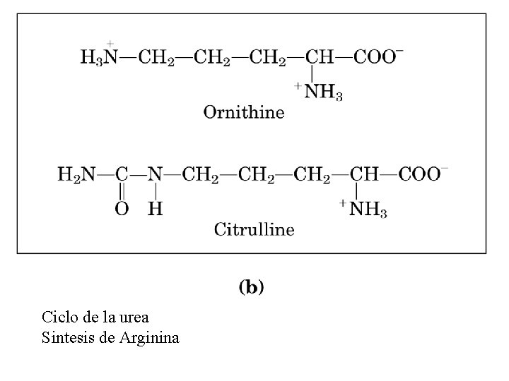 Ciclo de la urea Sintesis de Arginina 