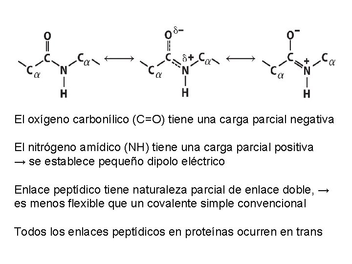 El oxígeno carbonílico (C=O) tiene una carga parcial negativa El nitrógeno amídico (NH) tiene