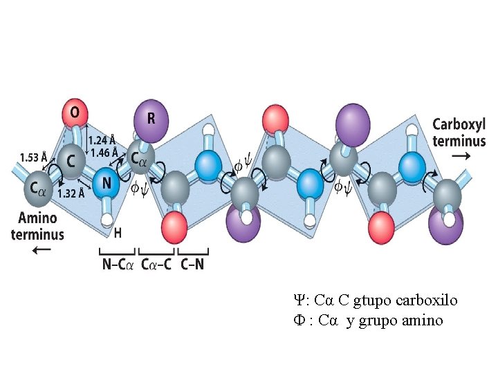 Ψ: Cα C gtupo carboxilo Φ : Cα y grupo amino 