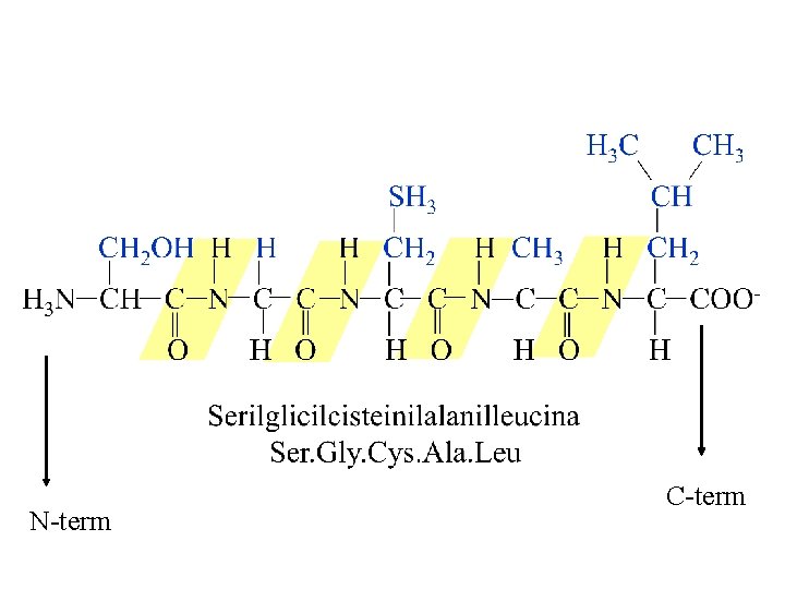 N-term C-term 