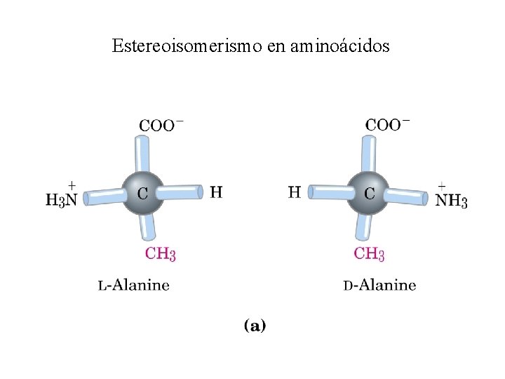 Estereoisomerismo en aminoácidos 