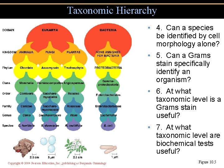 Taxonomic Hierarchy • 4. Can a species be identified by cell morphology alone? •