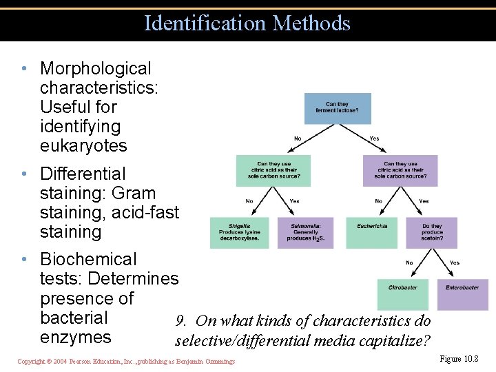 Identification Methods • Morphological characteristics: Useful for identifying eukaryotes • Differential staining: Gram staining,