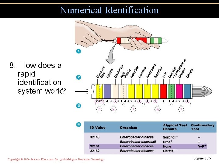 Numerical Identification 8. How does a rapid identification system work? Copyright © 2004 Pearson