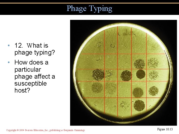 Phage Typing • 12. What is phage typing? • How does a particular phage