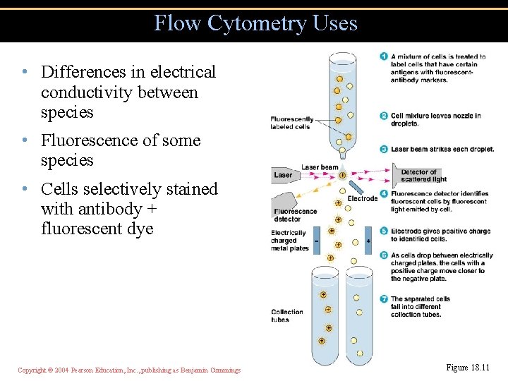 Flow Cytometry Uses • Differences in electrical conductivity between species • Fluorescence of some