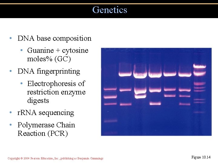 Genetics • DNA base composition • Guanine + cytosine moles% (GC) • DNA fingerprinting