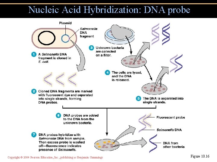Nucleic Acid Hybridization: DNA probe Copyright © 2004 Pearson Education, Inc. , publishing as