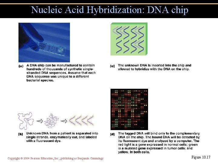 Nucleic Acid Hybridization: DNA chip Copyright © 2004 Pearson Education, Inc. , publishing as