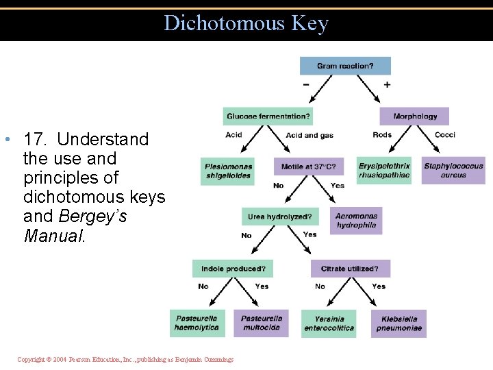 Dichotomous Key • 17. Understand the use and principles of dichotomous keys and Bergey’s