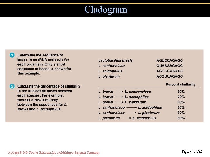 Cladogram Copyright © 2004 Pearson Education, Inc. , publishing as Benjamin Cummings Figure 10.