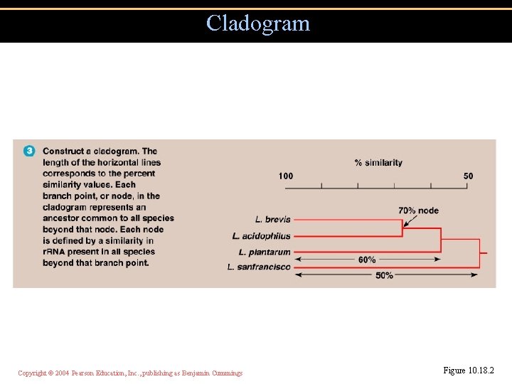 Cladogram Copyright © 2004 Pearson Education, Inc. , publishing as Benjamin Cummings Figure 10.
