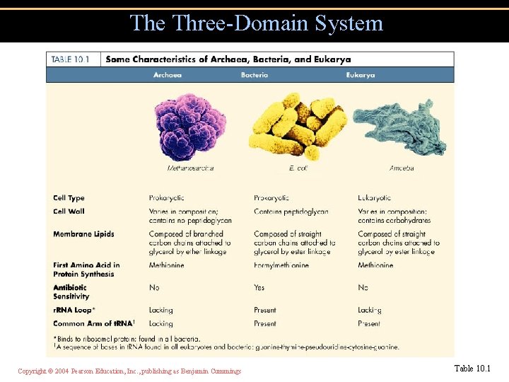 The Three-Domain System Copyright © 2004 Pearson Education, Inc. , publishing as Benjamin Cummings