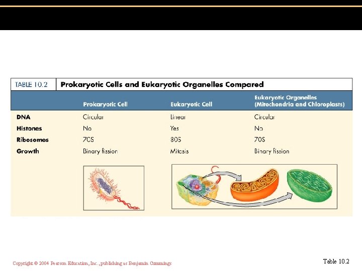 Copyright © 2004 Pearson Education, Inc. , publishing as Benjamin Cummings Table 10. 2