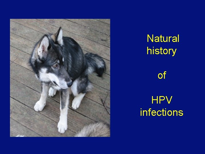 Natural history of HPV infections 
