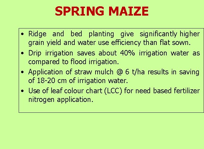 SPRING MAIZE • Ridge and bed planting give significantly higher grain yield and water