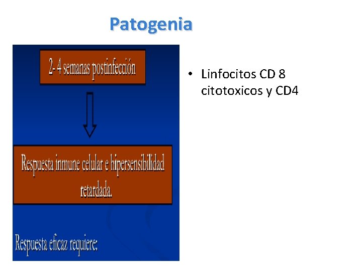 Patogenia • Linfocitos CD 8 citotoxicos y CD 4 