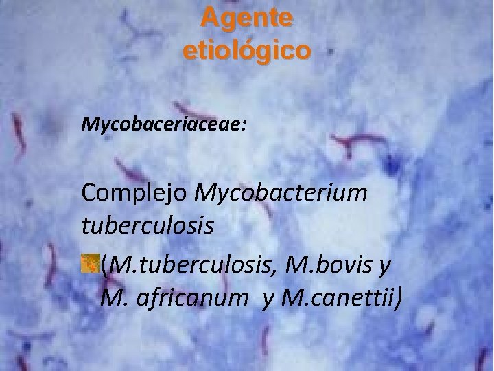 Agente etiológico Mycobaceriaceae: Complejo Mycobacterium tuberculosis (M. tuberculosis, M. bovis y M. africanum y