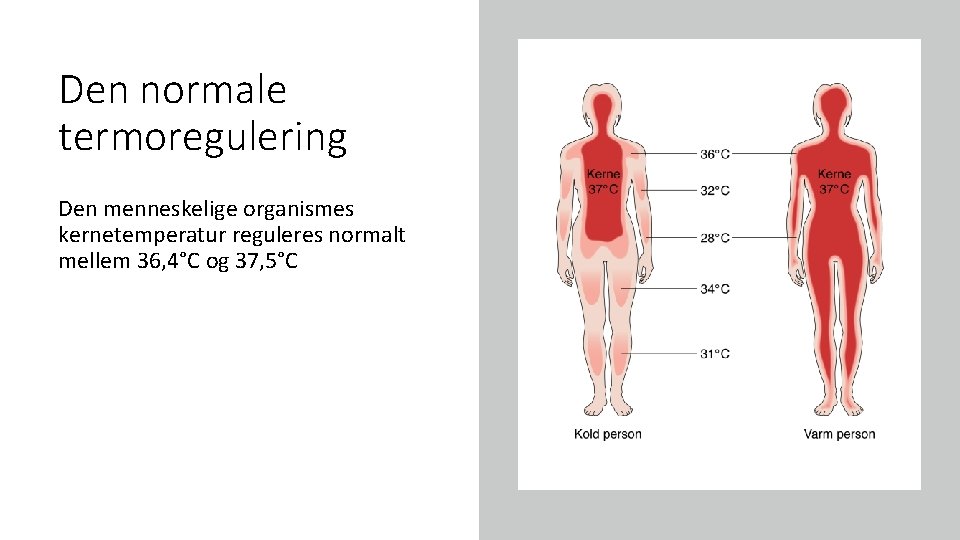 Den normale termoregulering Den menneskelige organismes kernetemperatur reguleres normalt mellem 36, 4°C og 37,