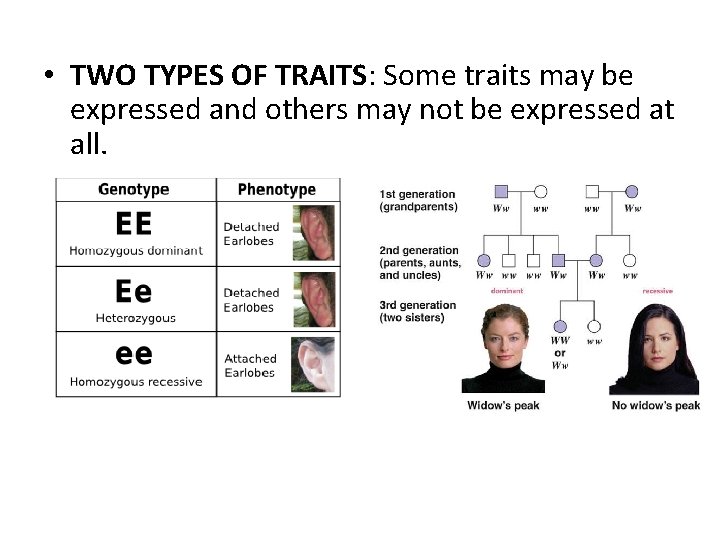  • TWO TYPES OF TRAITS: Some traits may be expressed and others may