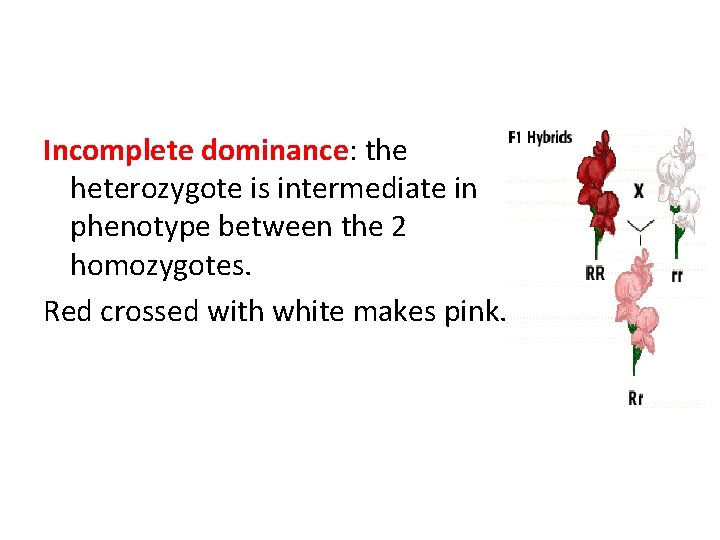 Incomplete dominance: the heterozygote is intermediate in phenotype between the 2 homozygotes. Red crossed