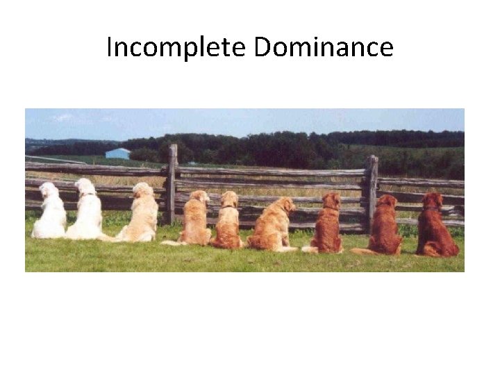 Incomplete Dominance 