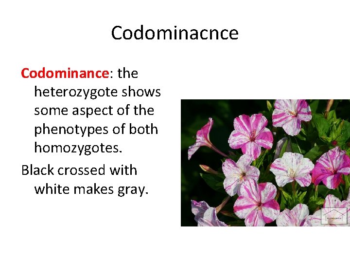 Codominacnce Codominance: the heterozygote shows some aspect of the phenotypes of both homozygotes. Black