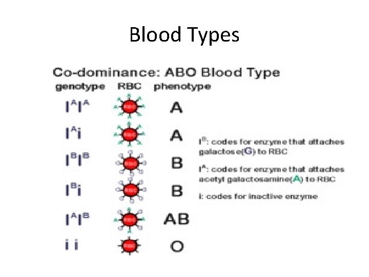 Blood Types 