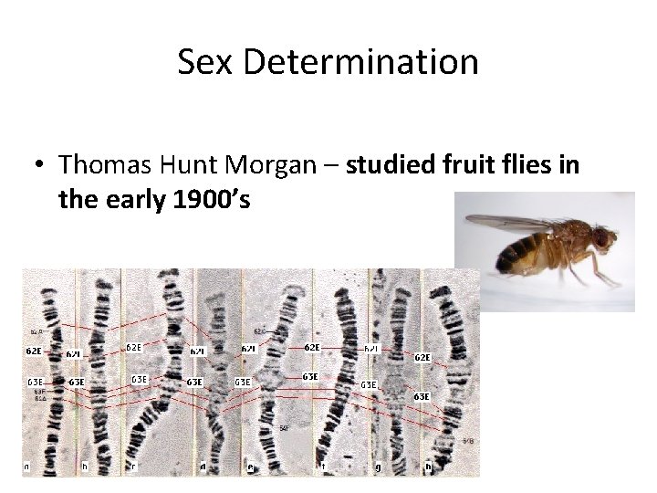 Sex Determination • Thomas Hunt Morgan – studied fruit flies in the early 1900’s