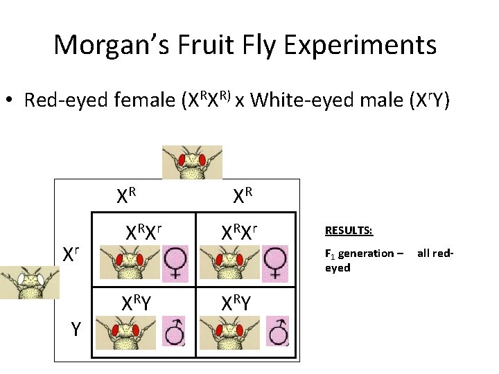 Morgan’s Fruit Fly Experiments • Red-eyed female (XRXR) x White-eyed male (Xr. Y) XR