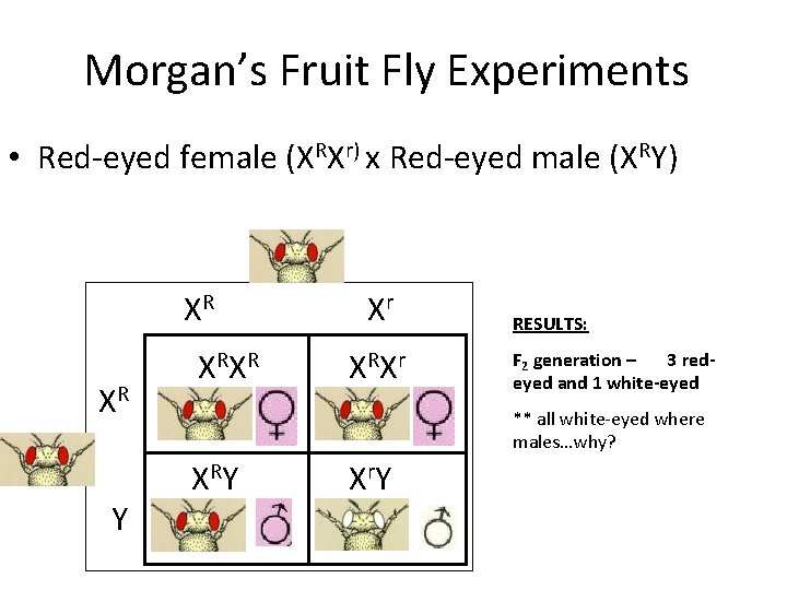 Morgan’s Fruit Fly Experiments • Red-eyed female (XRXr) x Red-eyed male (XRY) XR XR