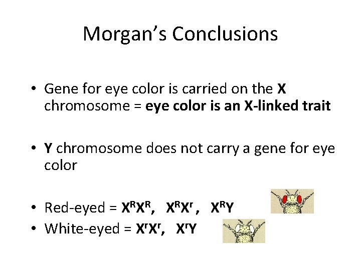 Morgan’s Conclusions • Gene for eye color is carried on the X chromosome =
