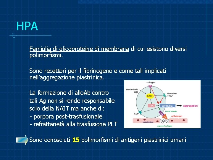 HPA Famiglia di glicoproteine di membrana di cui esistono diversi polimorfismi. Sono recettori per
