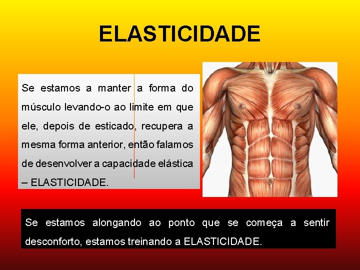 ELASTICIDADE Se estamos a manter a forma do músculo levando-o ao limite em que