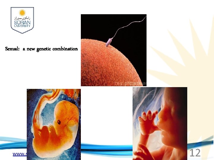 Sexual: a new genetic combination www. soran. edu. iq 12 