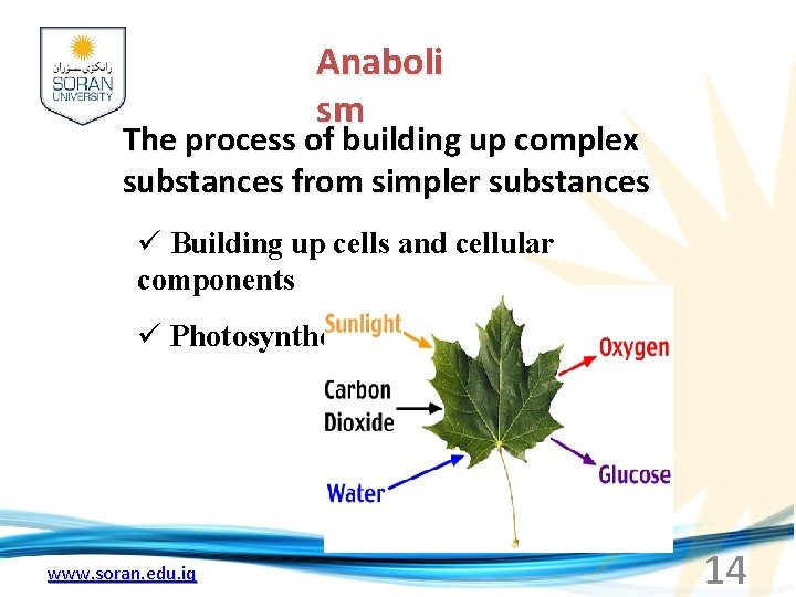 Anaboli sm The process of building up complex substances from simpler substances ü Building
