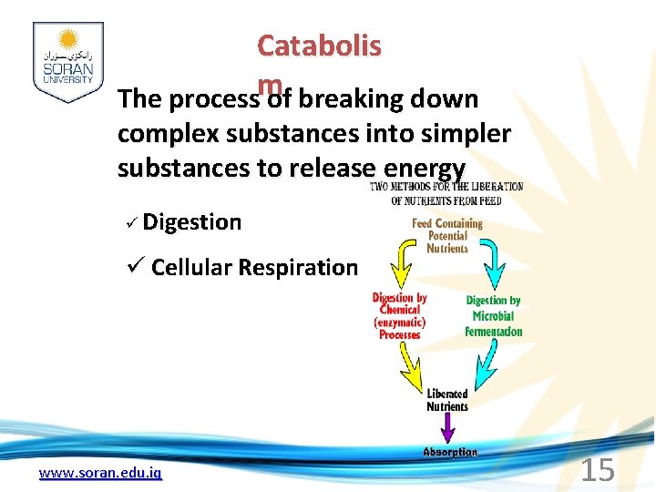 Catabolis The processm of breaking down complex substances into simpler substances to release energy