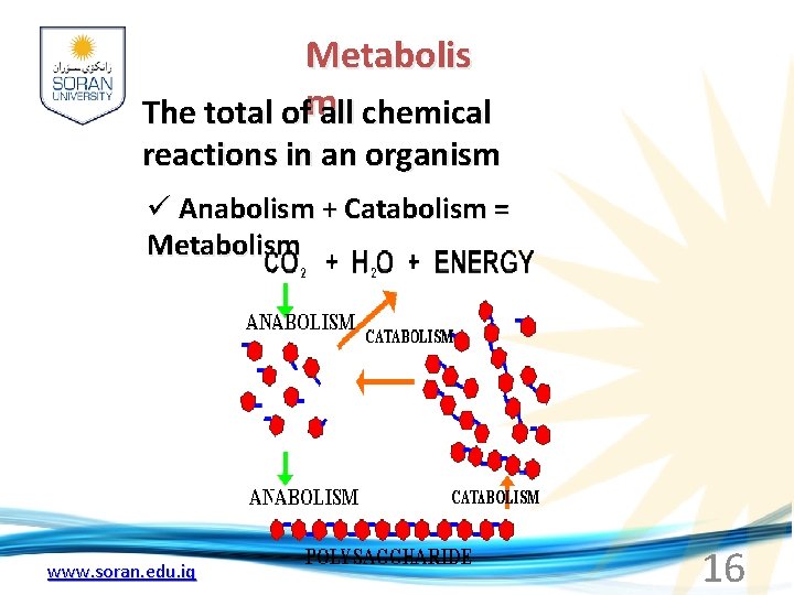 Metabolis The total ofm all chemical reactions in an organism ü Anabolism + Catabolism