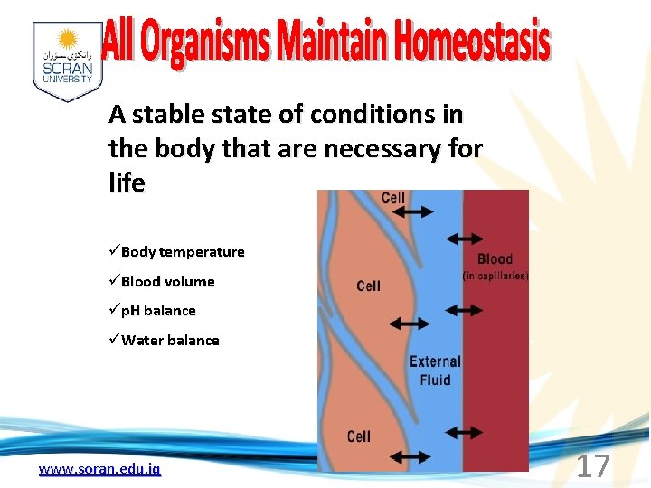 A stable state of conditions in the body that are necessary for life üBody
