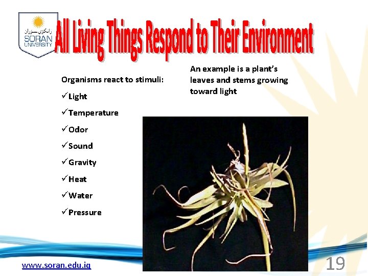 Organisms react to stimuli: üLight An example is a plant’s leaves and stems growing