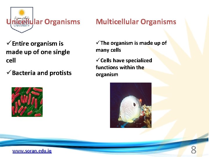 Unicellular Organisms Multicellular Organisms üEntire organism is made up of one single cell üThe