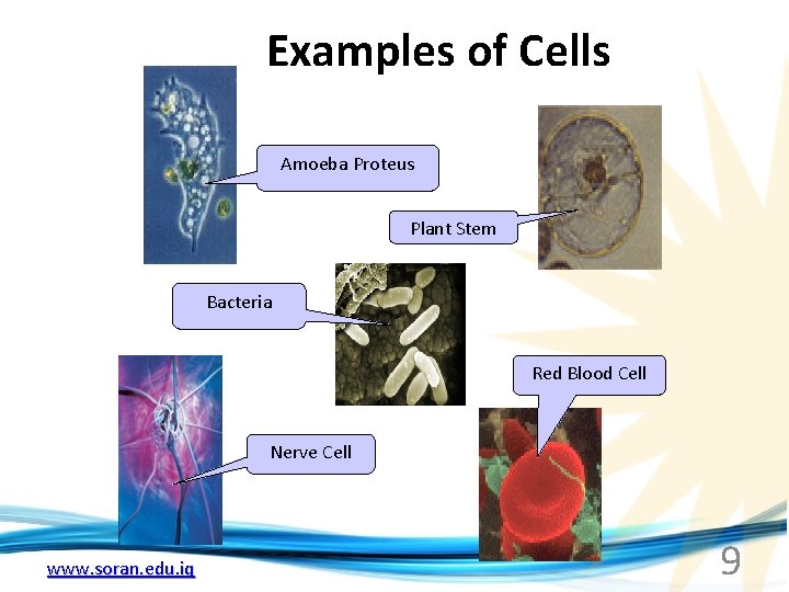 Examples of Cells Amoeba Proteus Plant Stem Bacteria Red Blood Cell Nerve Cell www.