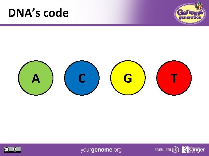 DNA’s code A C G T 