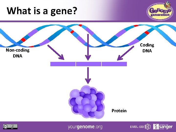 What is a gene? Coding DNA Non-coding DNA Protein 