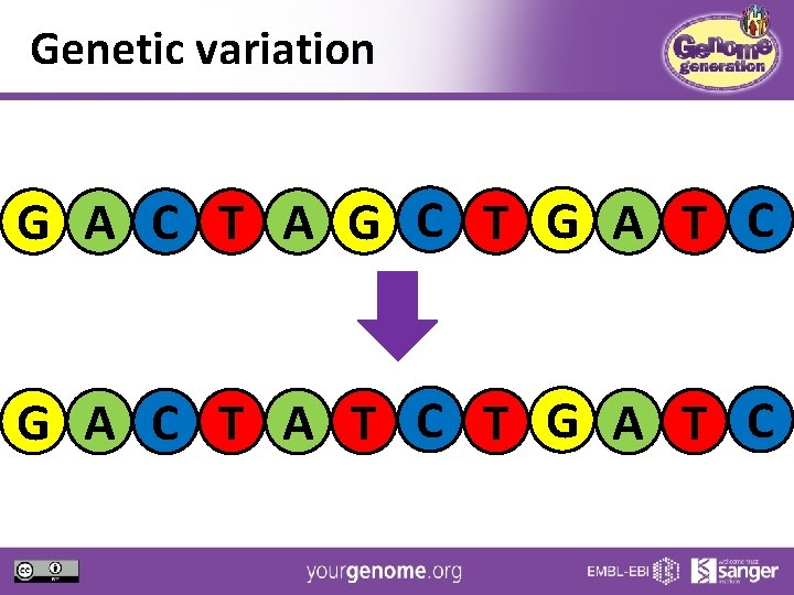 Genetic variation G A C T A G C T G A T C