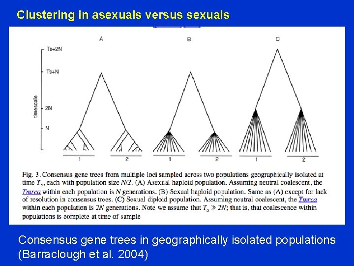 Clustering in asexuals versus sexuals Consensus gene trees in geographically isolated populations (Barraclough et